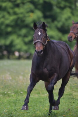 LongRun Thoroughbred Retirement Society