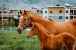Flying Horse Farm