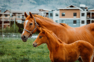 Flying Horse Farm